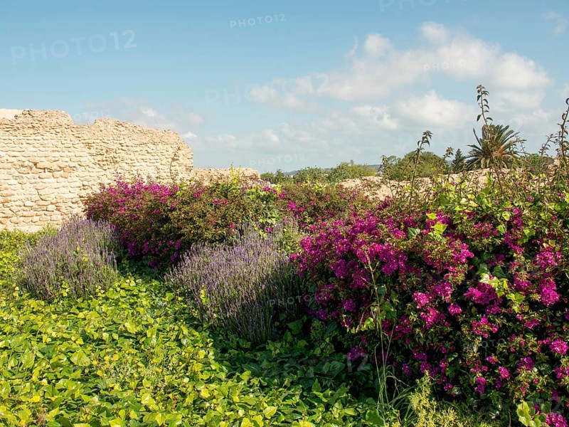Purple flowers and green plants in front of a ruined wall under a blue sky with some clouds, Purple flowers green plants in front of historical ruins and blue sky, Tunis, Tunisia, Africa