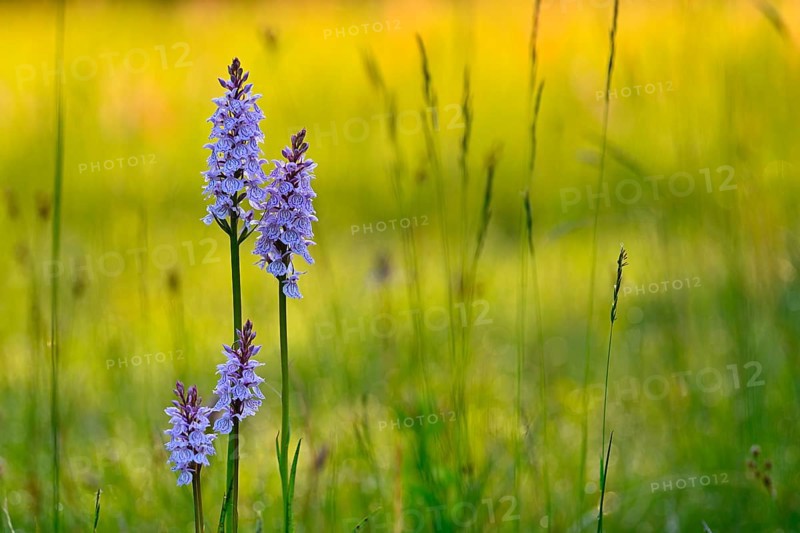 Moorland spotted orchid (Dactylorhiza maculata), flowering wild orchid, Lower Rhine, North Rhine-Westphalia, Germany, Europe