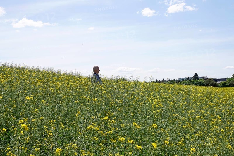 Rape field, man, May, Saxony, Germany, Europe