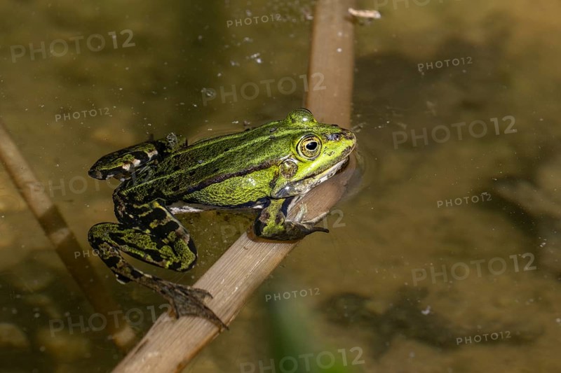 Green frog (Rana esculenta), Emsland, Lower Saxony, Germany, Europe