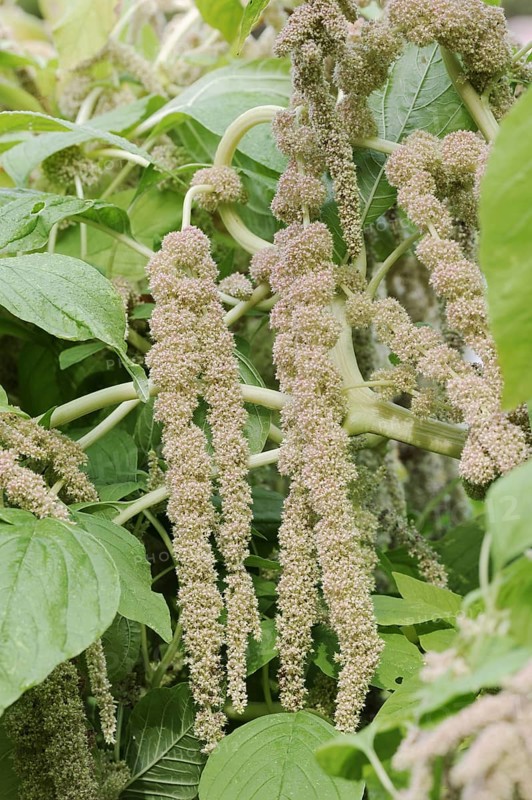 Garden foxtail amaranth (Amaranthus caudatus var. viridis), inflorescence, ornamental plant, North Rhine-Westphalia, Germany, Europe