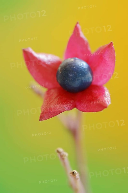Japanese clerodendrum or Chinese clerodendrum (Clerodendrum trichotomum), fruiting stem, native to Asia, ornamental plant