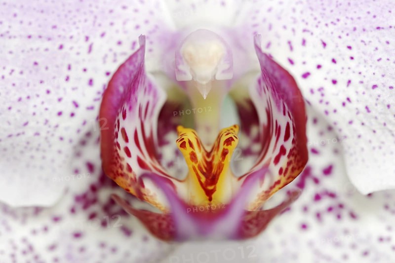 Butterfly orchid (Phalaenopsis), flower detail, houseplant, North Rhine-Westphalia, Germany, Europe
