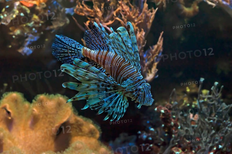 Pacific red lionfish (Pterois volitans) in the aqurium of Nuremberg Zoo, Nuremberg, Middle Franconia, Bavaria, Germany, Europe