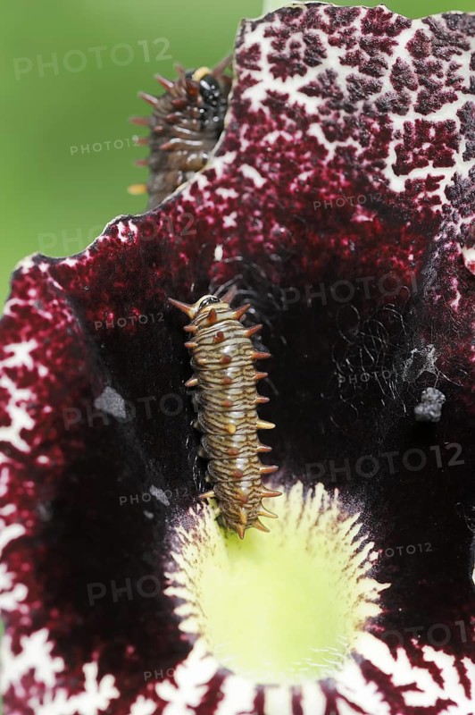 Polydamas Swallowtail or gold rim swallowtail (Battus polydamas), caterpillars feed on the flower of a ghost plant (Aristolochia littoralis), captive, occurring in Central and South America