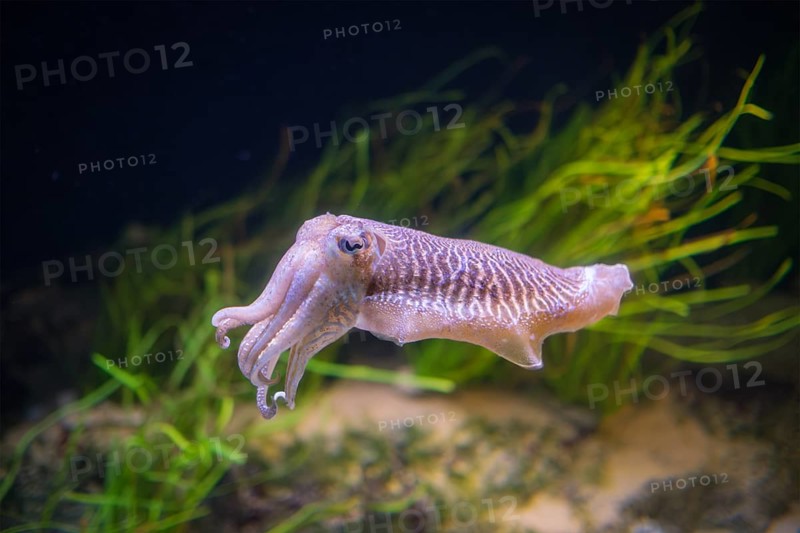 The Common (European) Cuttlefish (Sepia officinalis) underwater in sea, cephalopod, related to squid and octopus
