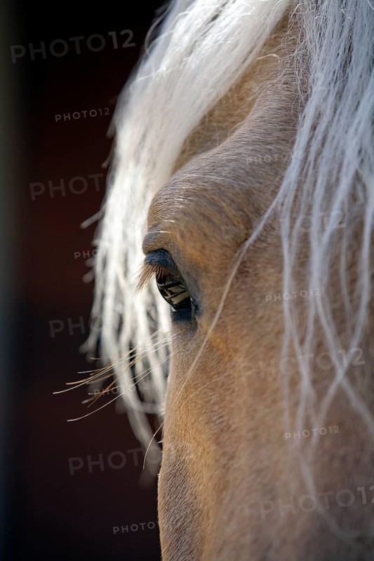 Andalusian, Andalusian horse, Antequerra, Andalusia, Spain, eye, Europe