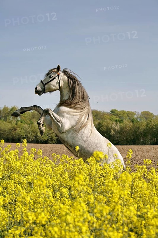 Andalusian, Andalusian horse, rape field, rising