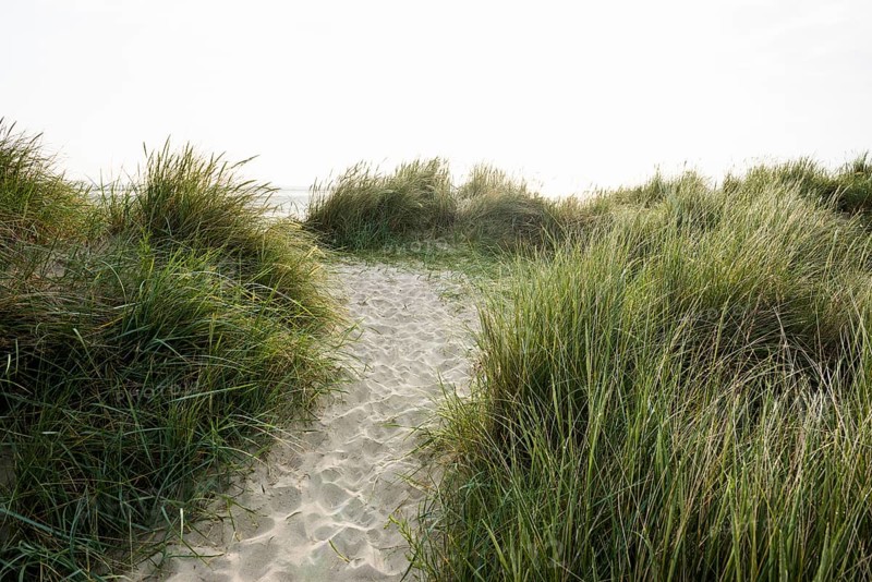 Marram grass (Ammophila arenaria) on dune and beach, Wadden Sea, Schillig, Wangerland, East Frisia, Lower Saxony, Germany, Europe