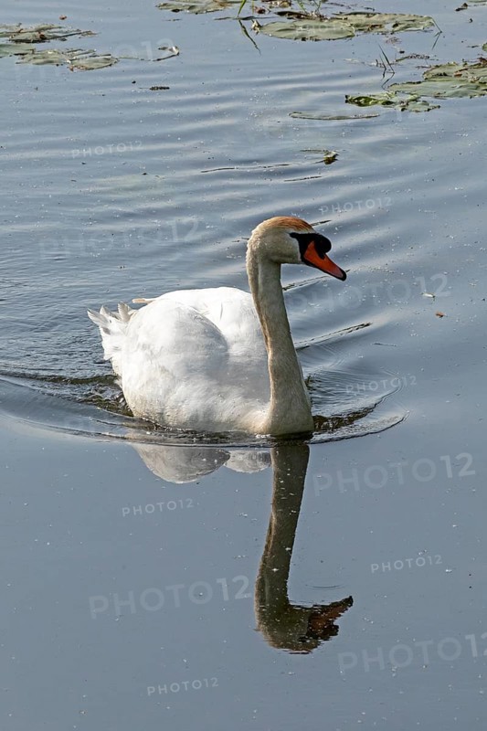 Mute swan (Cygnus olor), mirror image, Boize, Boizenburg, Mecklenburg-Western Pomerania, Germany, Europe