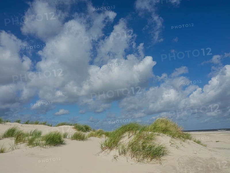 Extensive sand dunes with tufts of grass under a blue sky with white clouds, sand dune with dune grass on a beach in front of a cloudy sky, spiekeroog, germany