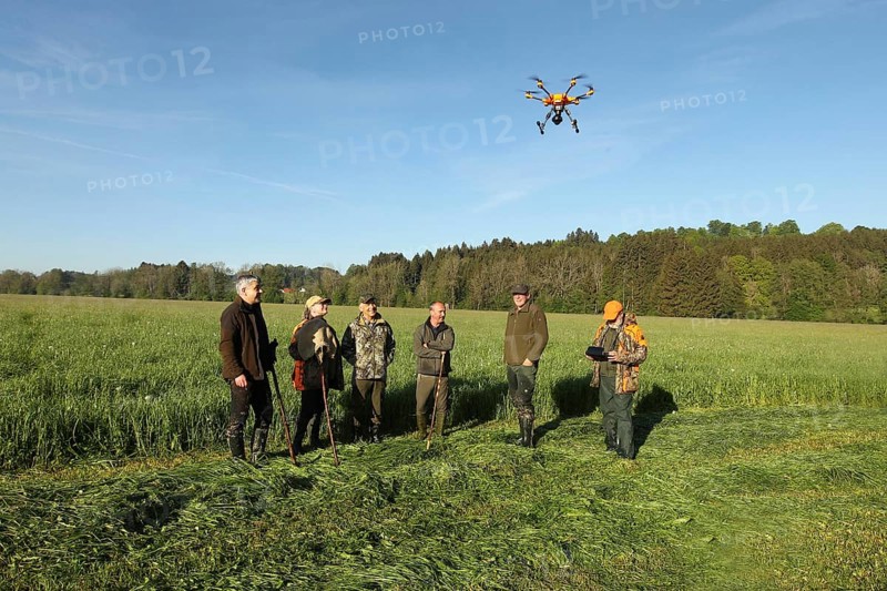 European roe deer (Capreolus capreolus) fawn rescue, the meadow to be mowed was previously searched for fawns with a drone, Allgaeu, Bavaria, Germany, Europe