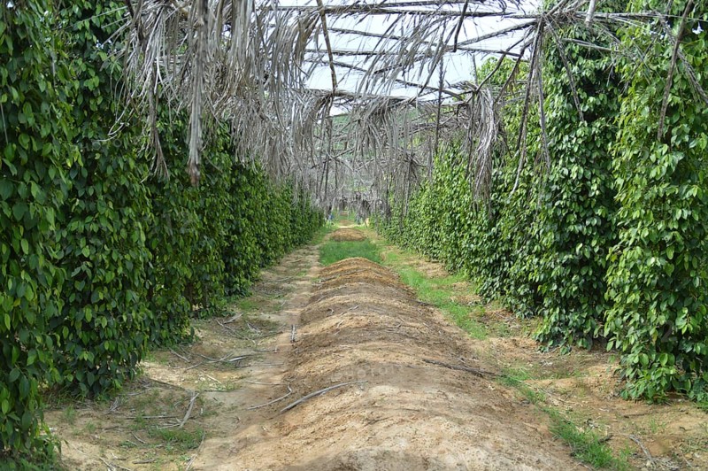 Rows of Black pepper plant or piper nigrum supported with trellises with palm leaf as sun shade in an organic eco-friendly farm showing sustainable living