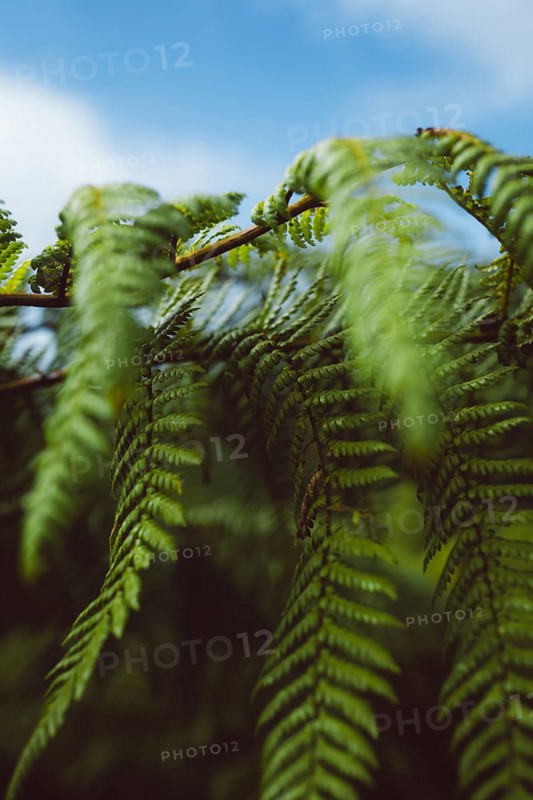 Nature Deatail shot of a fern trunk in a forest in New Zealand