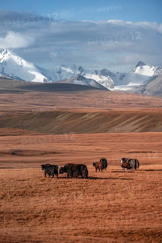 Glaciated and snow-covered mountains, yaks grazing on the plateau in autumnal mountain landscape with yellow grass, Tian Shan, Sky Mountains, Sary Jaz Valley, Kyrgyzstan, Asia