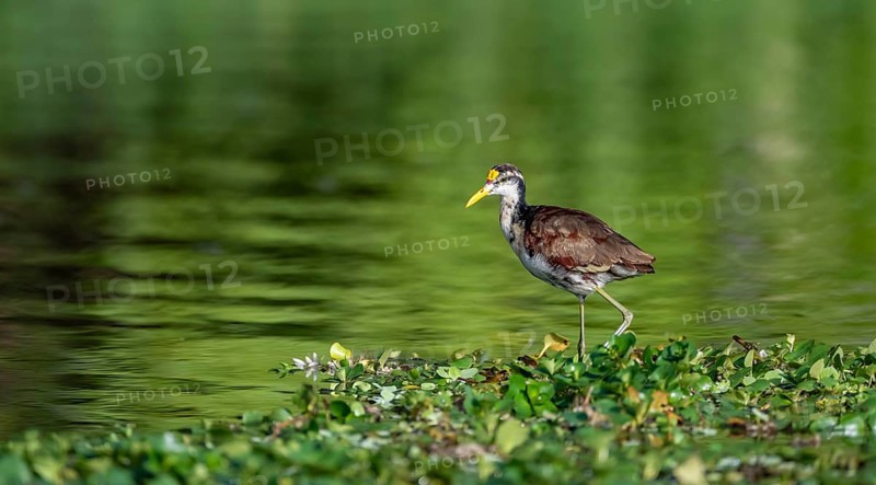 Northern jacana (Jacana spinosa), female standing on floating plants in the water, Tortuguero National Park, Costa Rica, Central America