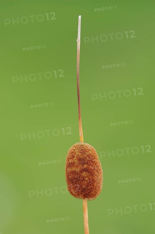 Small cattail or least bulrush (Typha minima), fruit stand, Austria, Europe