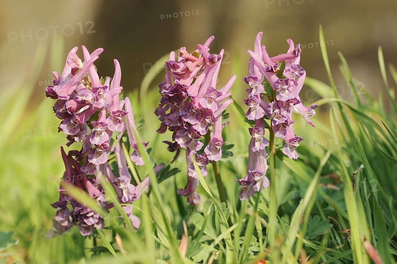 Corydalis solida (Corydalis solida), North Rhine-Westphalia, Germany, Europe
