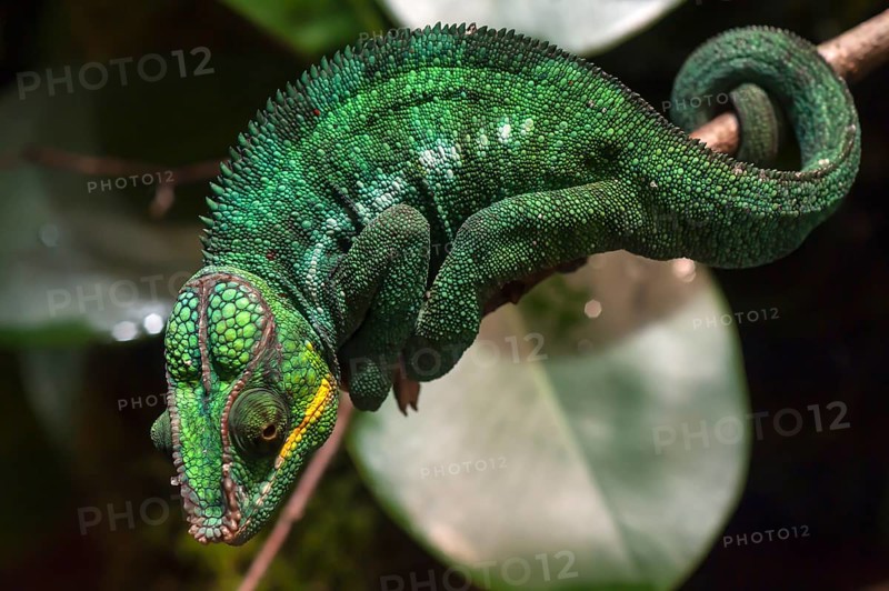 Panther Chameleon, terrarium in the Nuremberg Zoo, Nuremberg, Middle Franconia, Bavaria, Germany, Europe
