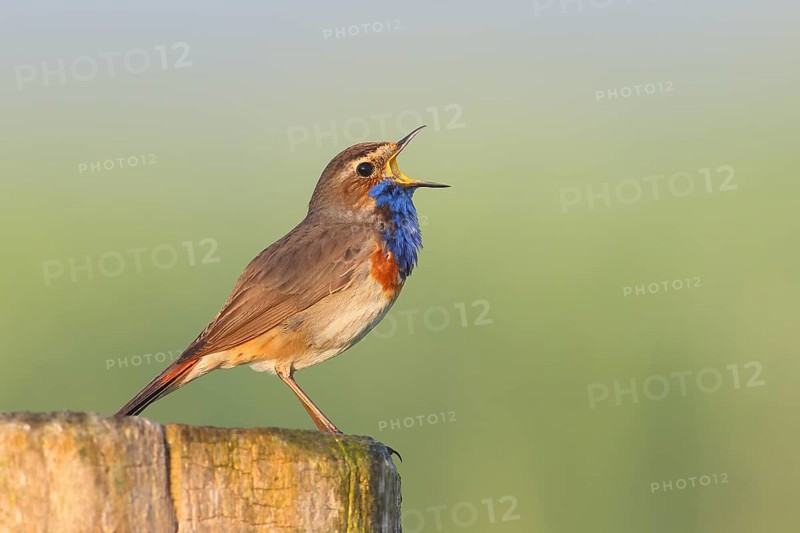 White-starred bluethroat (Luscinia svecica cyanecula), male, singing from a wooden fence post, songbird, wildlife, Ochsenmoor, Naturpark Duemmer See, Huede, Lower Saxony, Germany, Europe