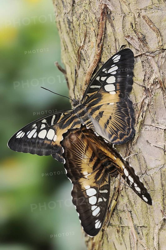 Parthenos sylvia brown (Parthenos sylvia brown), pair copulating, captive, occurring in Asia