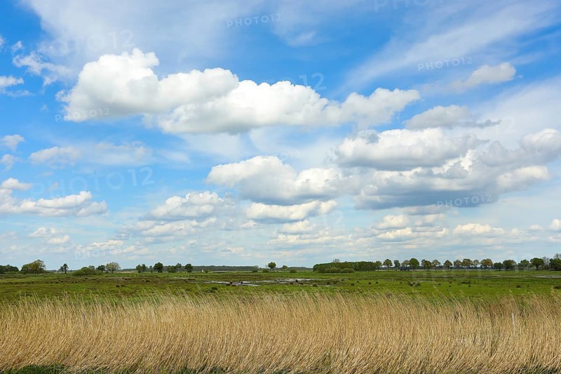 Meadow landscape with clouds on the southern shore of the Duemmer, inland lake, Huede, Lower Saxony, Germany, Europe
