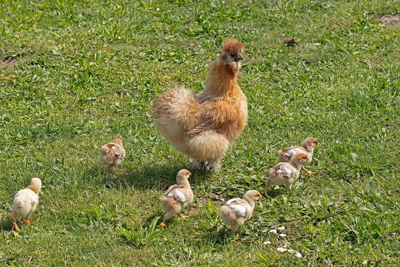 Silk hen with Wyandotte chick, hen, Wittorf, Samtgemeinde Bardowick, Lower Saxony, Germany, Europe