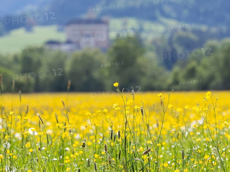 Meadow with tall buttercups (Ranunculus acris), buttercup, common buttercup, near Irdning, Ennstal, Styria, Austria, Europe