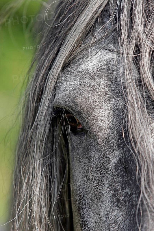 Andalusian, Andalusian horse, eye, mane