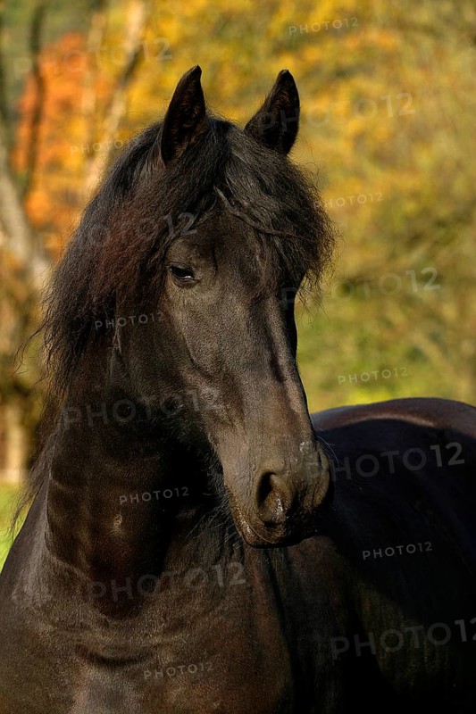 Friesian, Friesian horse