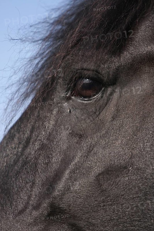 Friesian, Friesian horse