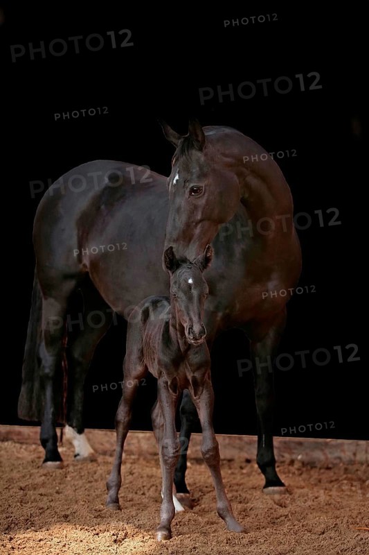 Hanoverian, mare with foal