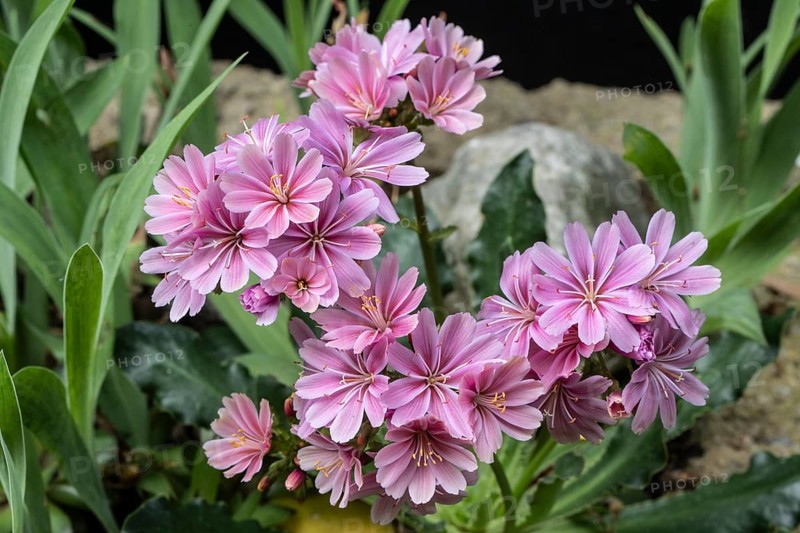 Bitterroot (Lewisia cotyledon), Emsland, Lower Saxony, Germany, Europe