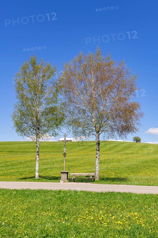 Wayside cross with bench on a path, birch trees, Allgaeu Alps, Ostallgaeu, near Buching, Allgaeu, Bavaria, Germany, Europe