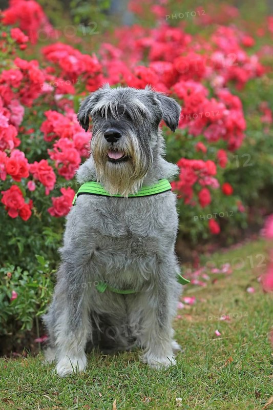 Schnauzer, middle schnauzer, stands in the rose bed