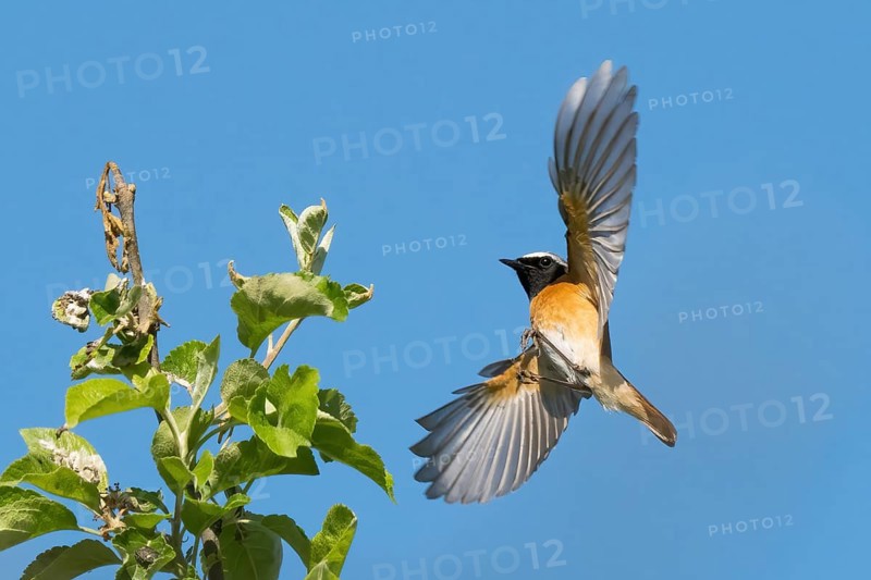 A common redstart (Phoenicurus phoenicurus), male, approaching its singing perch against a clear blue sky, Hesse, Germany, Europe