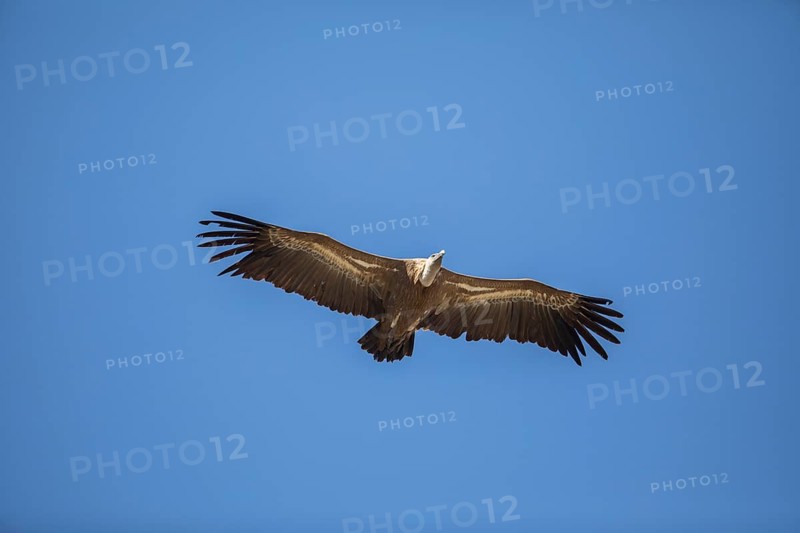 Griffon vulture (Gyps fulvus), Monfraguee National Park, Extremadura, Castilla La Mancha, Spain, Europe