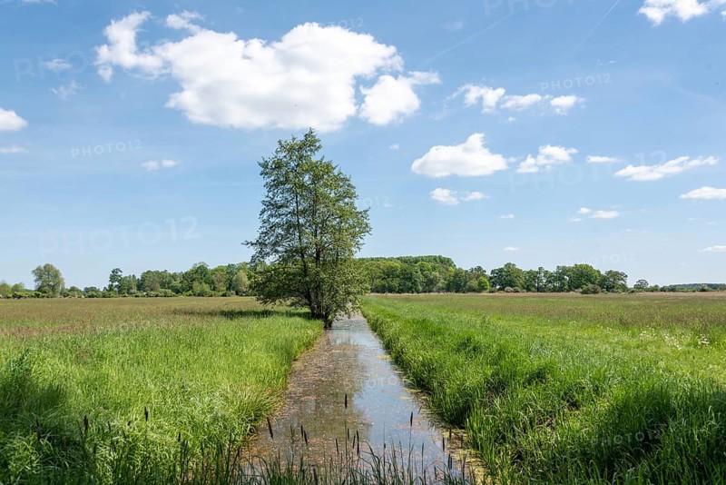 Quiet watercourse, irrigation ditch, melioration ditch, meadow landscape, Droemling Biosphere Reserve, Mannhausen, Saxony-Anhalt, Germany, Europe