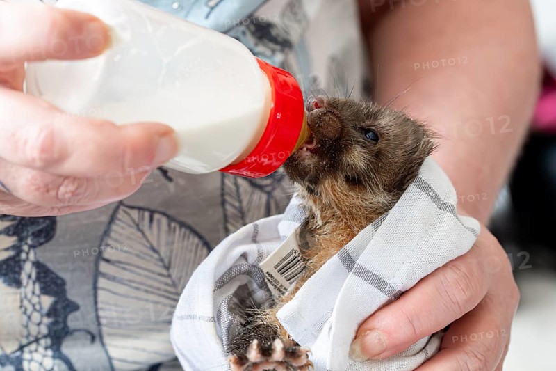 Beech marten (Martes foina), practical animal welfare, young animal receives milk with a bottle in a wildlife rescue centre, North Rhine-Westphalia, Germany, Europe