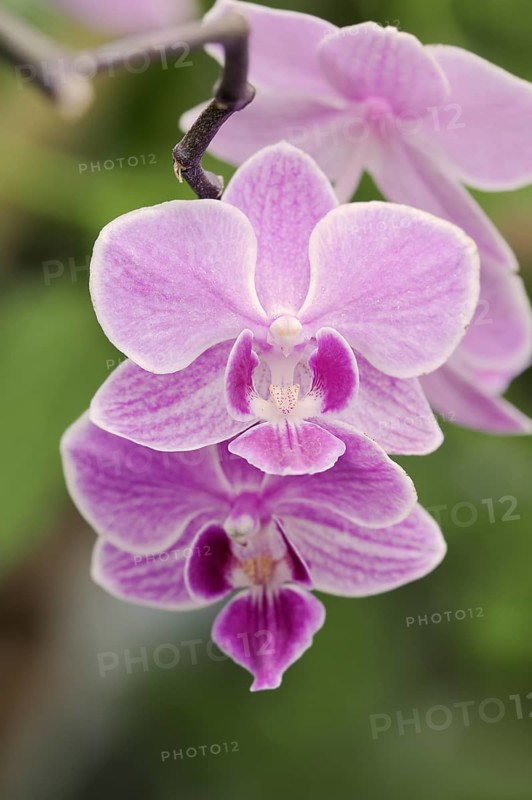 Butterfly orchid (Phalaenopsis), flower, houseplant, North Rhine-Westphalia, Germany, Europe