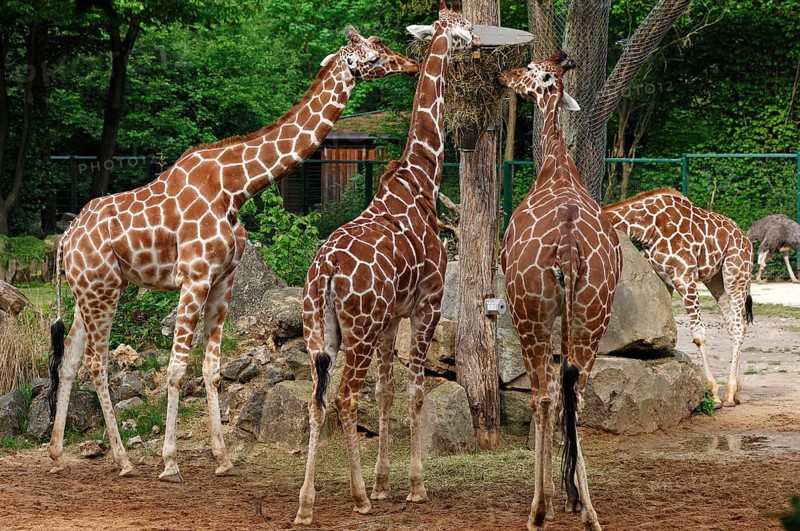 Three reticulated giraffes, Giraffa camelopardalis reticulata, eating from a basket hanging high in the Nuremberg Zoo, Am Tiergarten 30, Nuremberg, Middle Franconia, Bavaria, Germany, Europe
