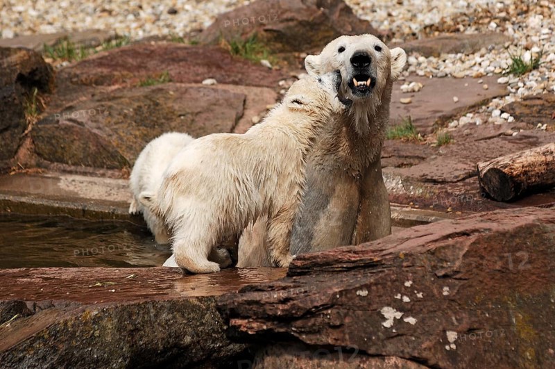 Polar bear mother with two young polar bears (Ursus maritimus) . Nuremberg Zoo, Am Tiergarten 30, Nuremberg, Middle Franconia, Bavaria, Germany, Europe