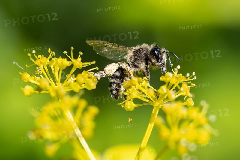 Honey bee (Apis mellifera) a Yellow umbel (Smyrnium perfoliatum), Emsland, Lower Saxony, Germany, Europe