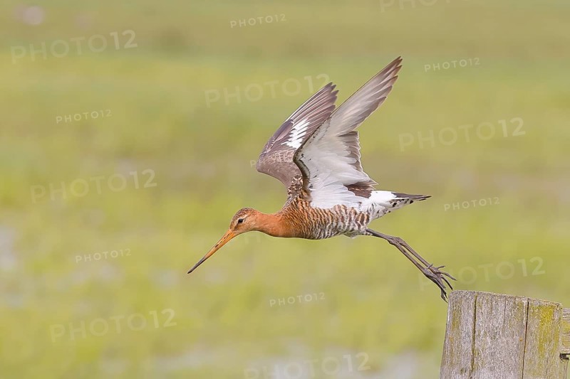 Black-tailed godwit (limosa limosa) take-off from pasture fence, snipe birds, wildlife, Ochsenmoor, Naturpark Duemmer See, Huede Lower Saxony, Germany, Europe
