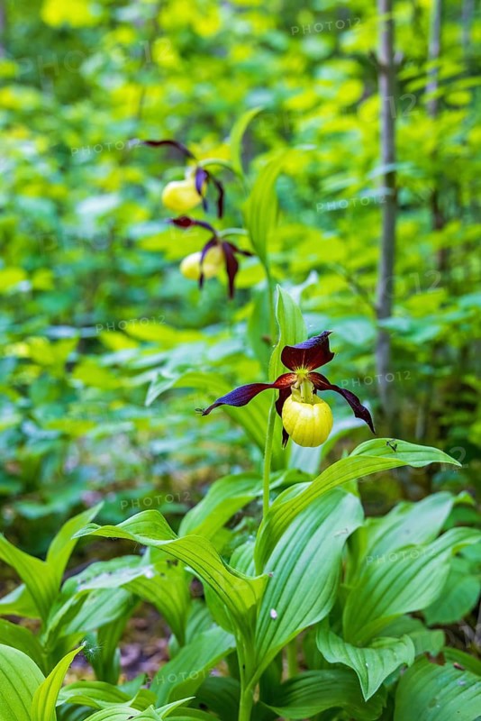 Lady's-slipper orchid (Cypripedium calceolus) blooming in a forest