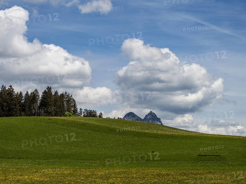 Meadow at the edge of a forest, cloudy mood over a mountain peak, near Bad Mitterndorf, Styria, Austria, Europe
