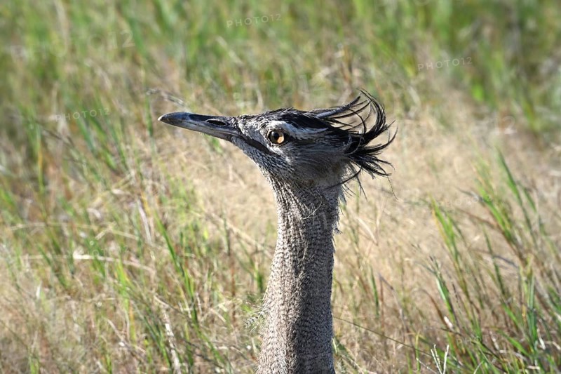 Kori bustard (Ardeotis kori) close up, Serengeti National Park, Tanzania, Africa