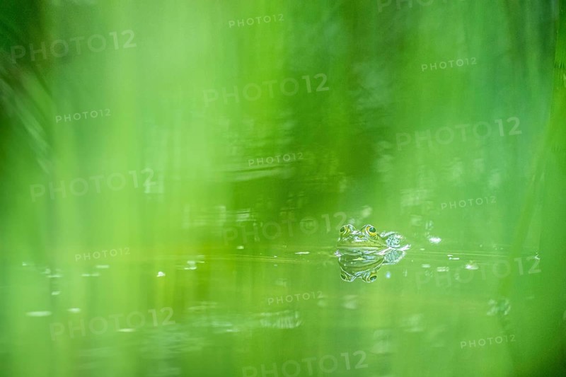 Green frog (PELOPHYLAX ESCULENTUS), Unterallgaeu, Bavaria