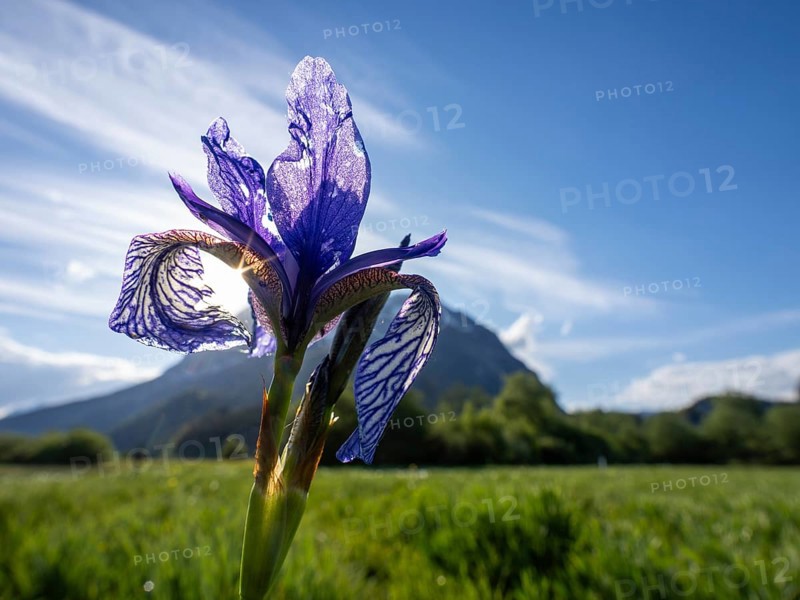 Siberian iris (Iris sibirica), behind the Grimming, near Irdning, Ennstal, Styria, Austria, Europe