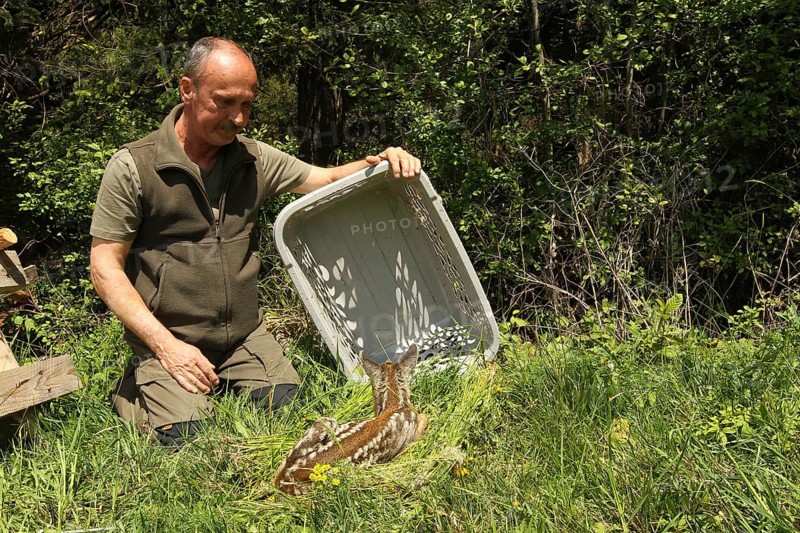 European roe deer (Capreolus capreolus) fawn rescue, fawn rescued in front of mowing is released after mowing, Allgaeu, Bavaria, Germany, Europe
